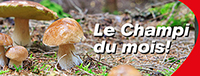 Le champignon de mars