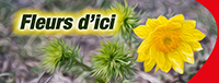 Fleur de verre